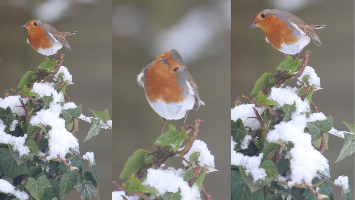 Jennife52968722's tweet photo. Thereβs something about a Robin and a little snow!#robins #salisbury #wiltshirewildlife #countyfile https://t.co/DyDQkW7kk2