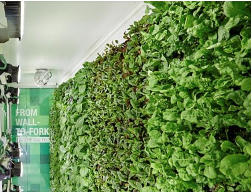 avax_one's tweet image. As the population continues to rise, the climate crisis is threatening the availability of fresh produce. Creating a #sustainable food system has never been so urgent. Learn how vertical #farming can set the path for a #CleanGreenLocal food chain. 

bit.ly/32DOWQi