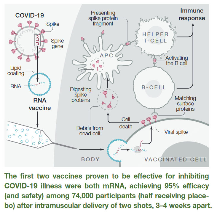 4/16𝙉𝙤𝙩𝙚𝙨 𝙤𝙣 𝘾𝙊𝙑𝙄𝘿 𝙫𝙖𝙘𝙘𝙞𝙣𝙚Vaccines are designed to simulate initial “infection” that primes the immune system. Incites both antibody and cellular immune responses, play a role in protection against future infection  @MedTweetorials  http://bit.ly/3r0npT5&nbsp;