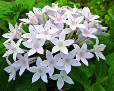 埃及眾星花hashtag 埃及眾星花hashtag