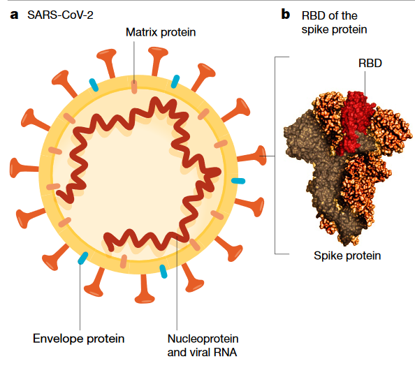 10/16Why use mRNA of the spike protein? Neutralizing antibodies triggered by the spike protein (specifically against the receptor binding domain, RBD) is most correlated with protective response (see).  https://www.nature.com/articles/s41586-020-2798-3