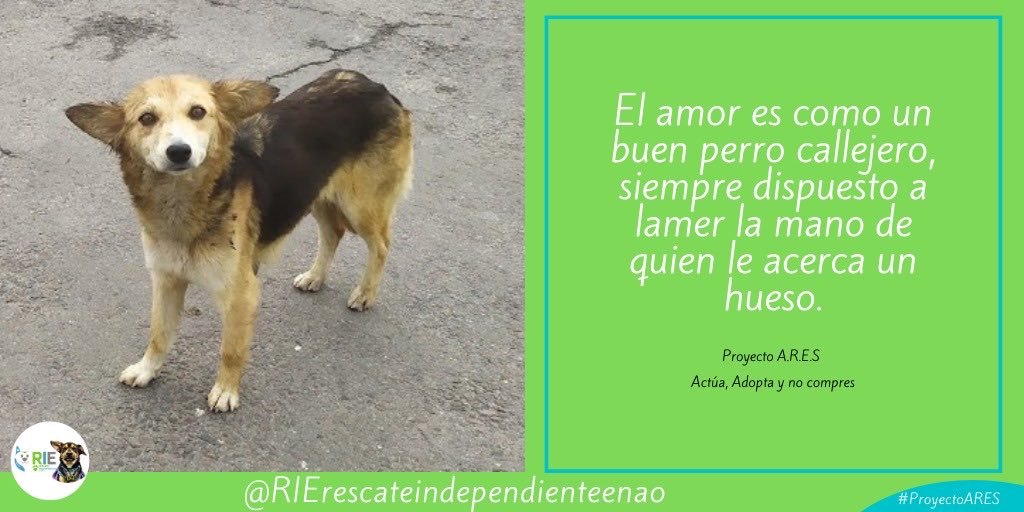 RIErescateindep's tweet photo. Ellos solo buscan un amor incondicional de parte nuestra, todos los perritos merecen un lindo hogar y unos excelentes dueños que estén dispuestos a todo. #PROYECTO_ARES
#ManadaRIE
#esterilizaciones
#perros
#perritos
#Quito
#mascotas https://t.co/RPuDsa6LJ3