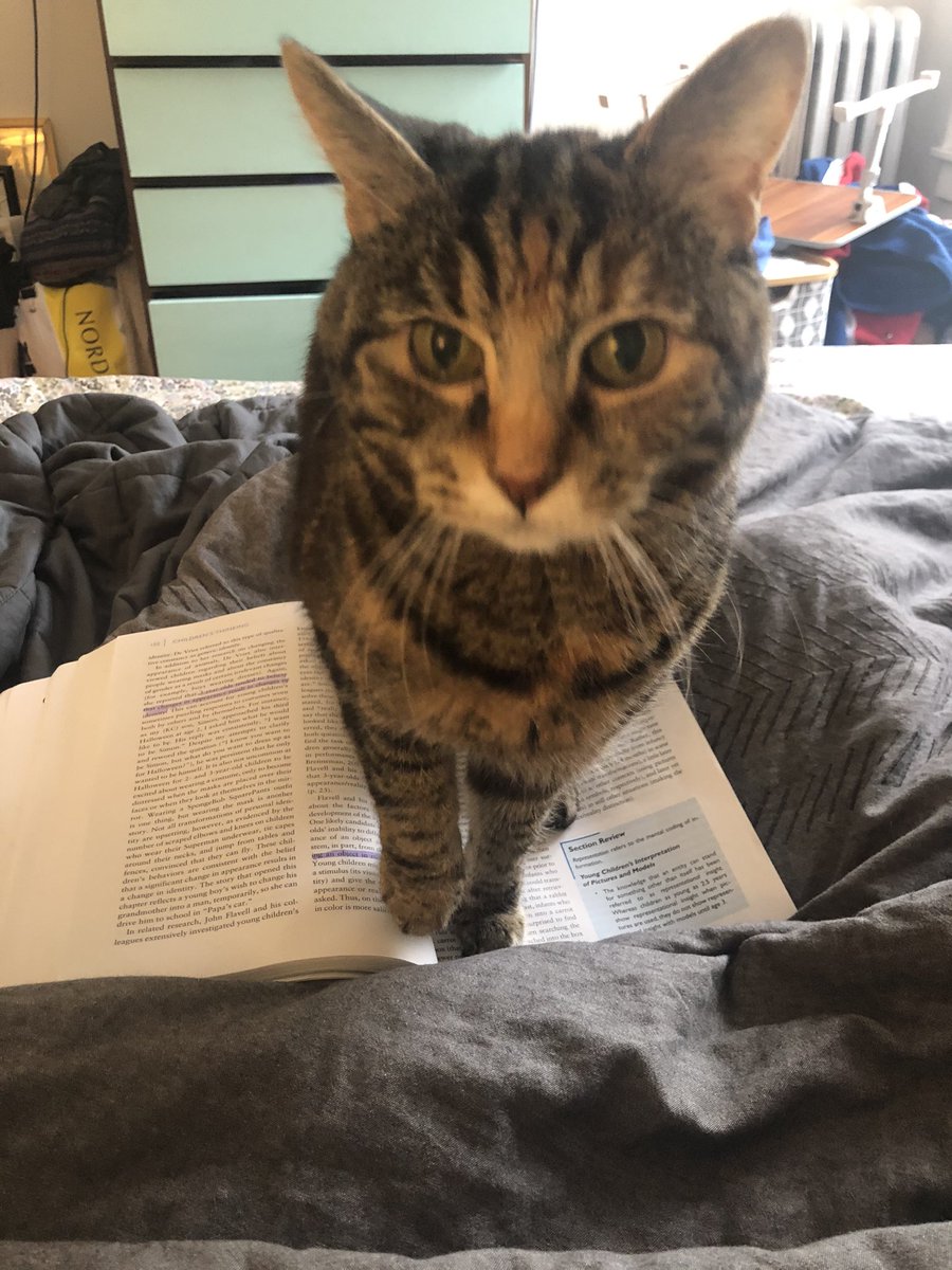 A thread of my small cat trying to get me to stop doing my homework