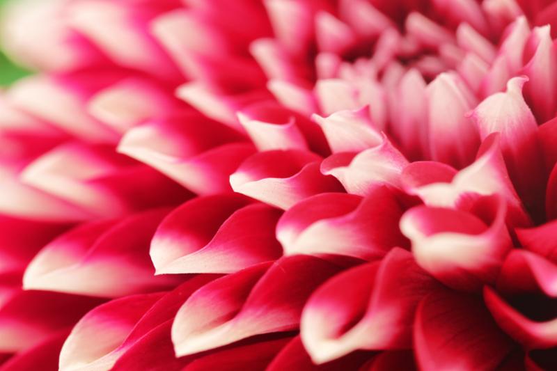 See what's blossoming! conta.cc/2KZxBvG