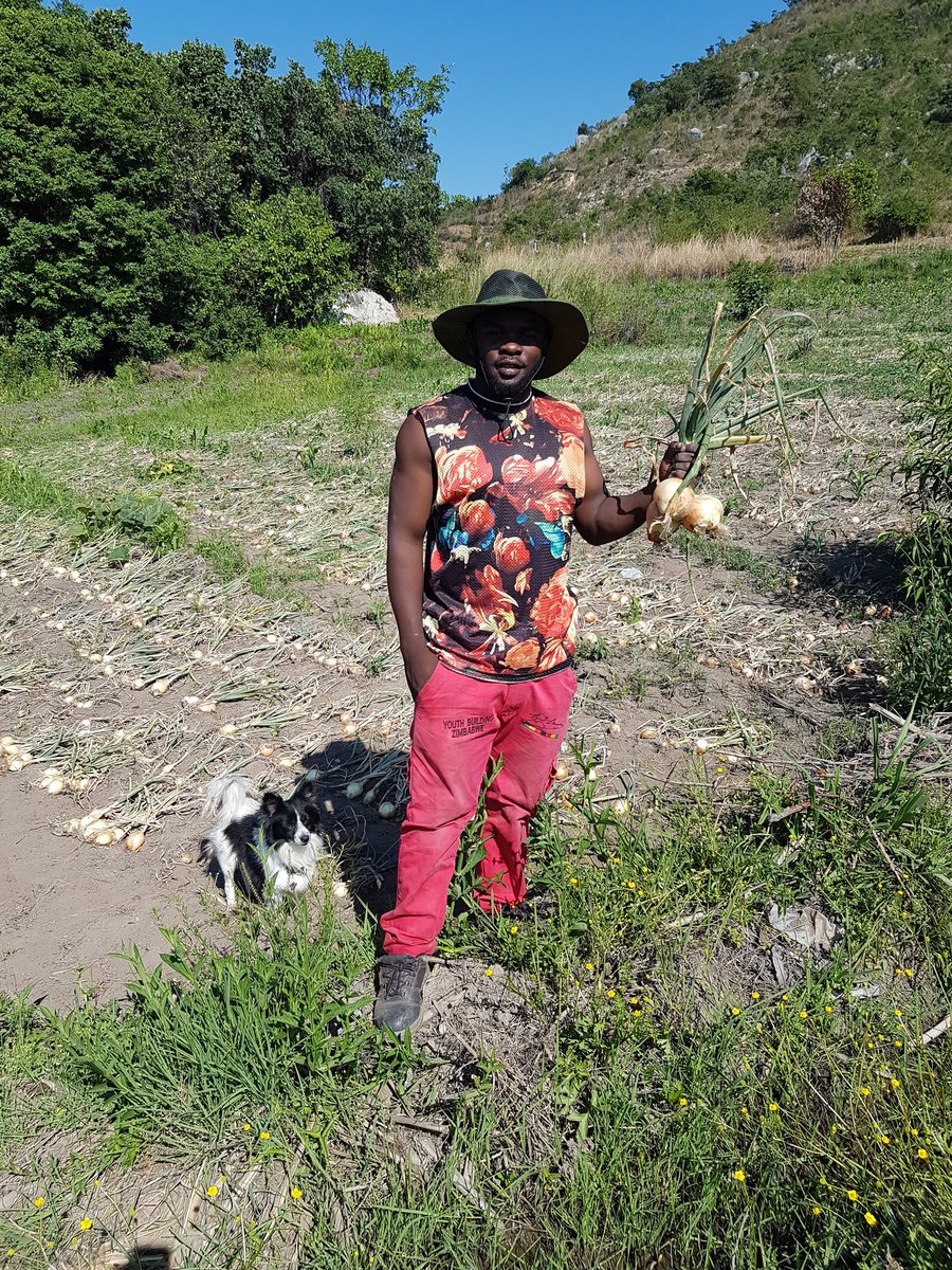 7/10. Fast forward to November we had a bumper harvest we managed to harvest 15 000+ bulbs. I sold half as i needed the money for re investment in the rainy season and dried the other half waiting for the season when onion prices rise.