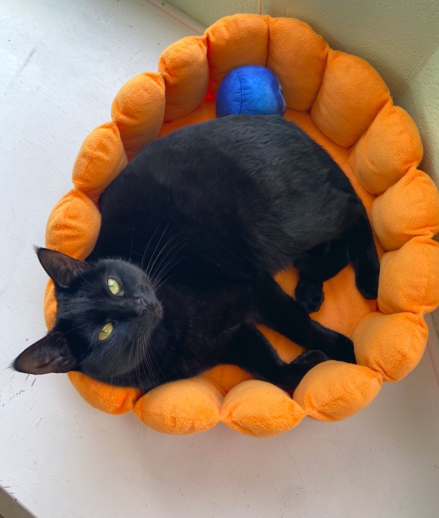 (Probably the most surprising part of this was little tiny Bluebert having so much Maine Coon DNA! She is a runt, to be fair, but!?)