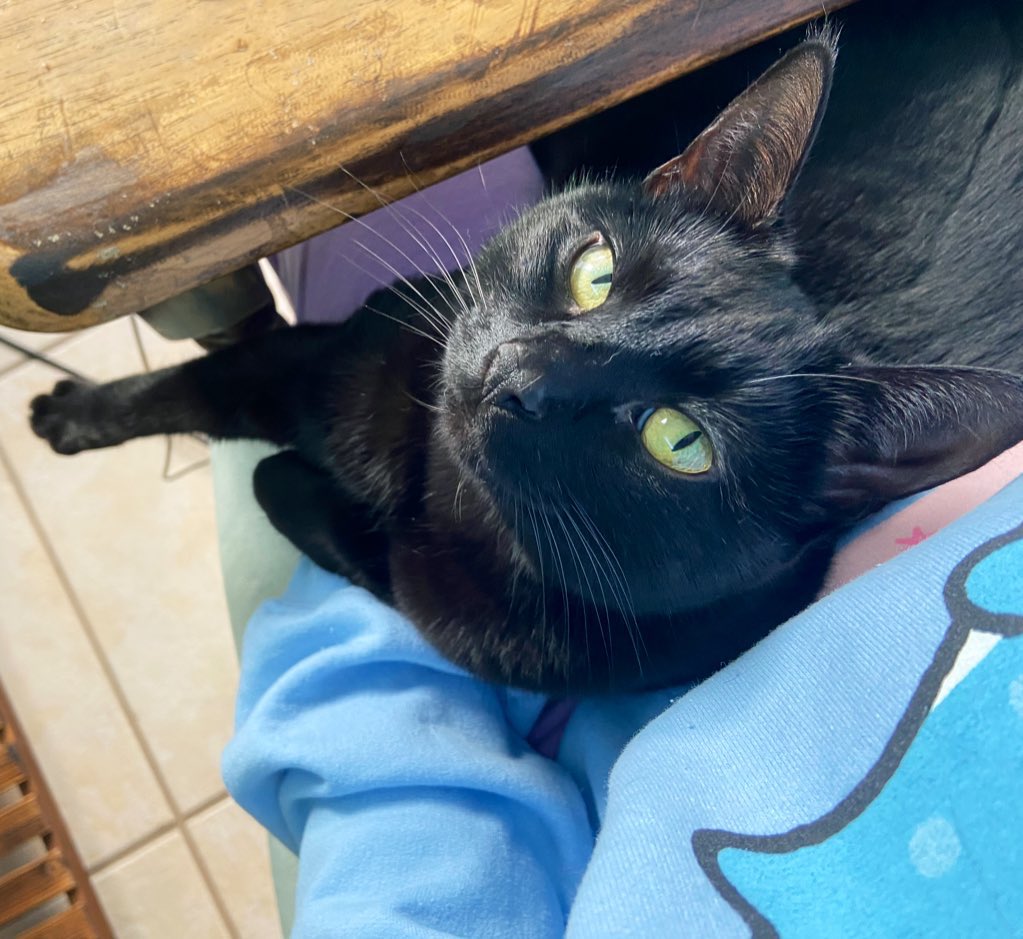 (From miniature cougar to miniature leopard...)