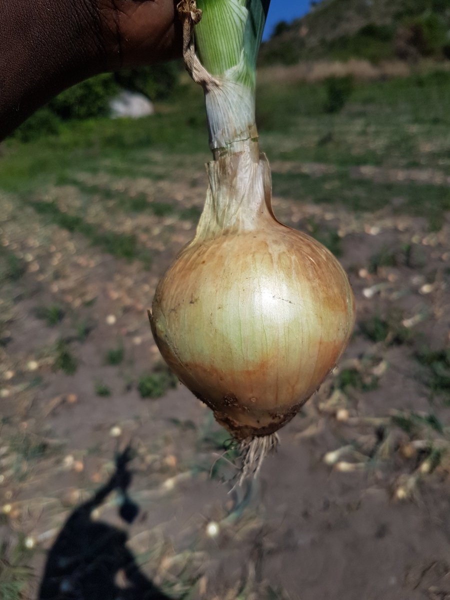 7/10. Fast forward to November we had a bumper harvest we managed to harvest 15 000+ bulbs. I sold half as i needed the money for re investment in the rainy season and dried the other half waiting for the season when onion prices rise.