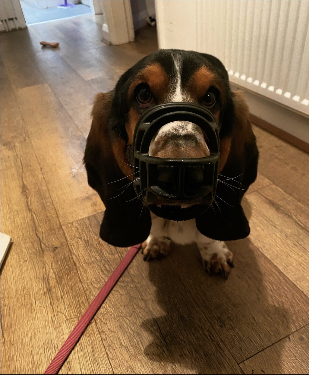 Should I Muzzle My Dog To Stop Scavenging