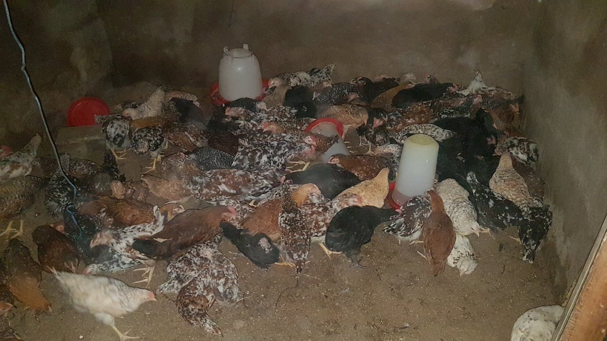 9/10. Inspired by  @terrymap1 i decided to also venture into free range chickens (road runners). Challenges are there as I am meeting some of the problems for the first-time but growth has ups and downs. I have dreams of feeding the nation one day.