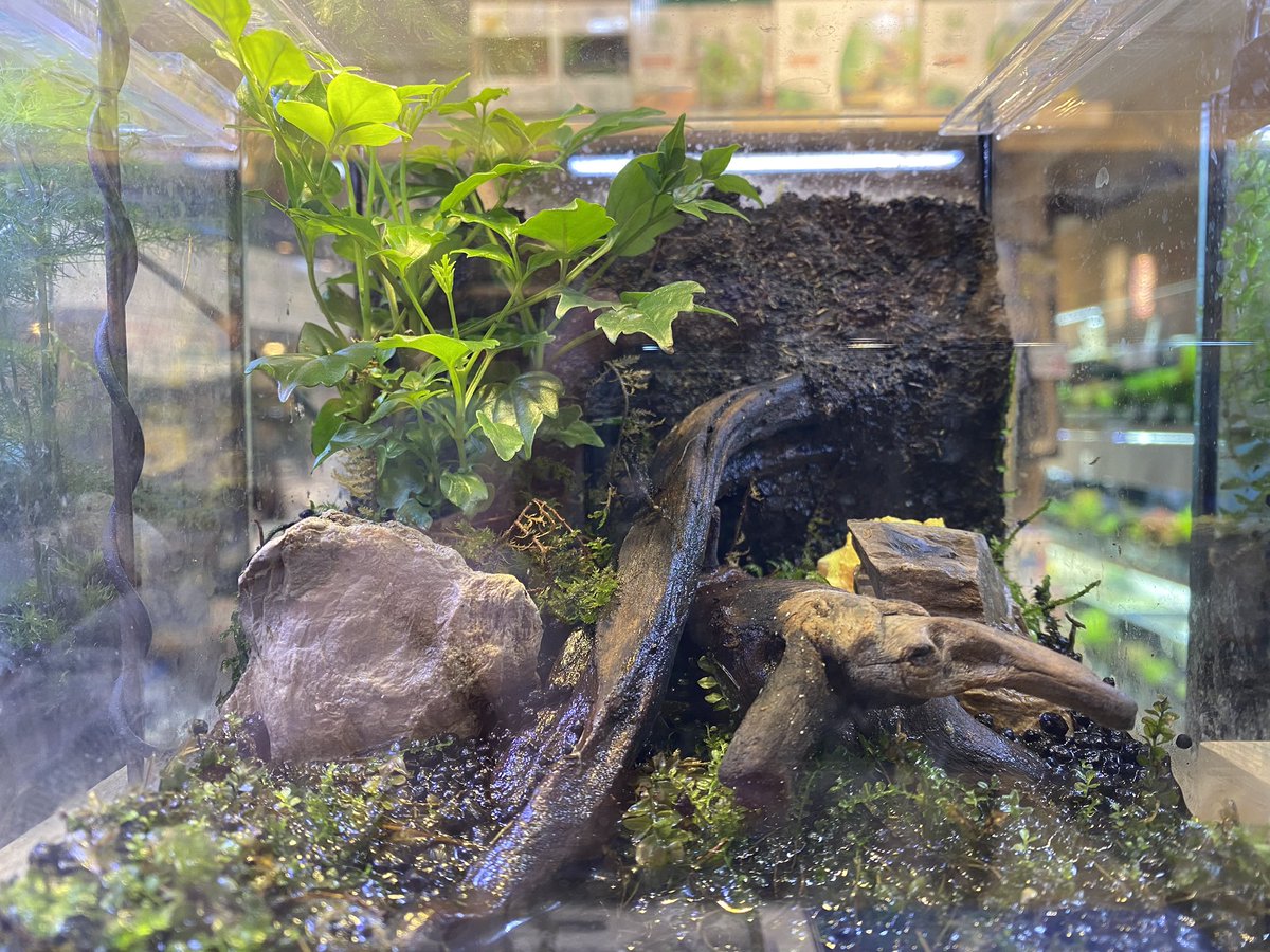 熱帯魚店 アクアフォレスト W チラッ ソラマチ店では常時5種のカエルレイアウトを販売中です 熱帯魚店 アクアフォレスト W チラッ ソラマチ店では常時5種のカエルレイアウトを販売中です