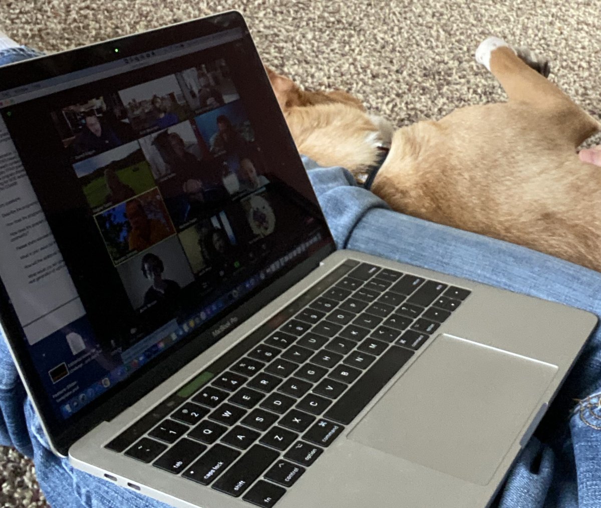 wsucahnrs's tweet image. #HaveFunAtWorkDay? Sure, just have your dog lay next to you while you Zoom your team meeting. Gotta enjoy the little things!
