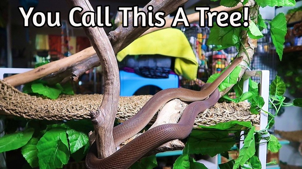 lovingpythons's tweet photo. Do It Yourself Snake Tree The Cheaper Way (Childrens Python) https://t.co/W82JO4Dj6N via @YouTube https://t.co/wA1X8rc0ED