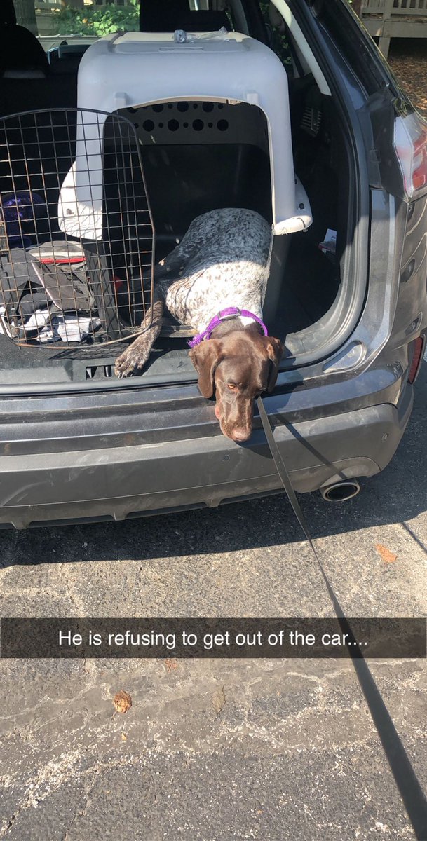 ShanHen_'s tweet photo. New mantra: Life’s too short to not spoil the dogs https://t.co/ZPEMYVBU8Y