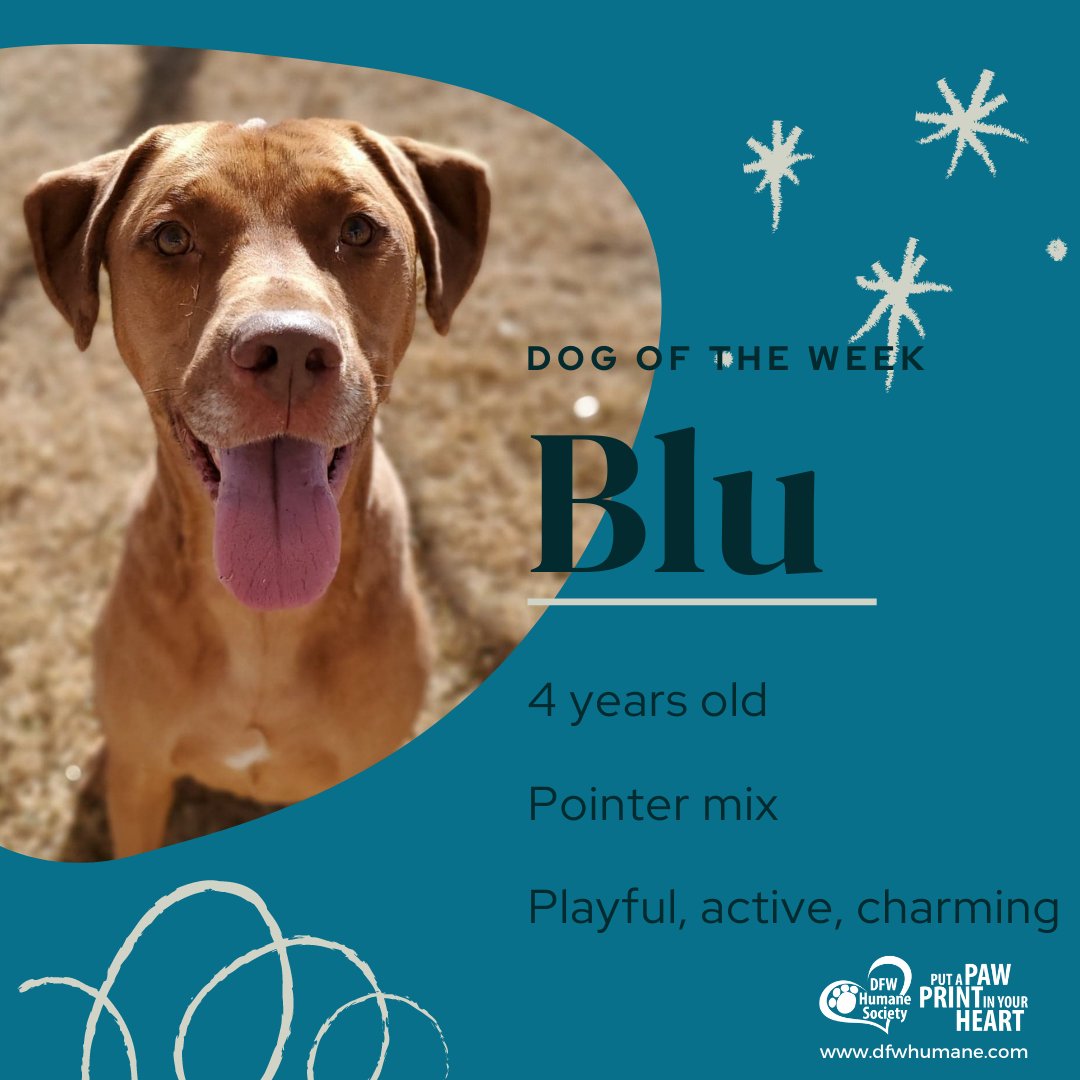DFW_Humane's tweet photo. Don't let the name fool ya! You'll never be "blue" when I'm around! My name is Blu (no "e", please), and I'm ready to share my love of life with someone that loves fun, sun, and playtime. Let's meet! https://t.co/6uPmYcTfMn #adoptme #AdoptDontShop #dfwhumane https://t.co/hNVJMGmc0o