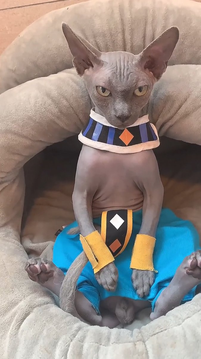 Costowns Com Di Twitter ドラゴンボール ビルス びるす のコスプレ かわいい スフィンクス ネコ もっと見る T Co Pa0i2gn8ll プリン それはどこにある ビルス ドラゴンボール Costowns スフィンクス コスプレ Cosplay T Costowns Com Di Twitter ドラゴンボール ビルス びるす のコスプレ かわいい スフィンクス ネコ もっと見る T Co Pa0i2gn8ll プリン それはどこにある ビルス ドラゴンボール Costowns スフィンクス コスプレ Cosplay T