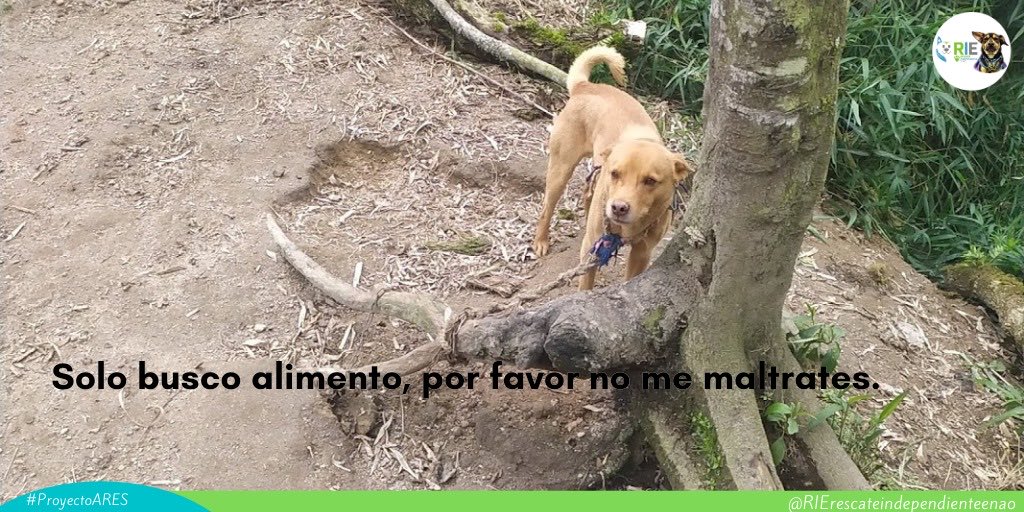 RIErescateindep's tweet photo. Si vemos perritos alimentándose en la calle no lo agredamos, mejor ayudémoslo consiguiendo algo de comidita y ellos estarán infinitamente agradecidos con nosotros.
#PROYECTO_ARES
#ManadaRIE
#esterilizaciones
#perros
#perritos
#Quito
#mascotas https://t.co/es4P17453z