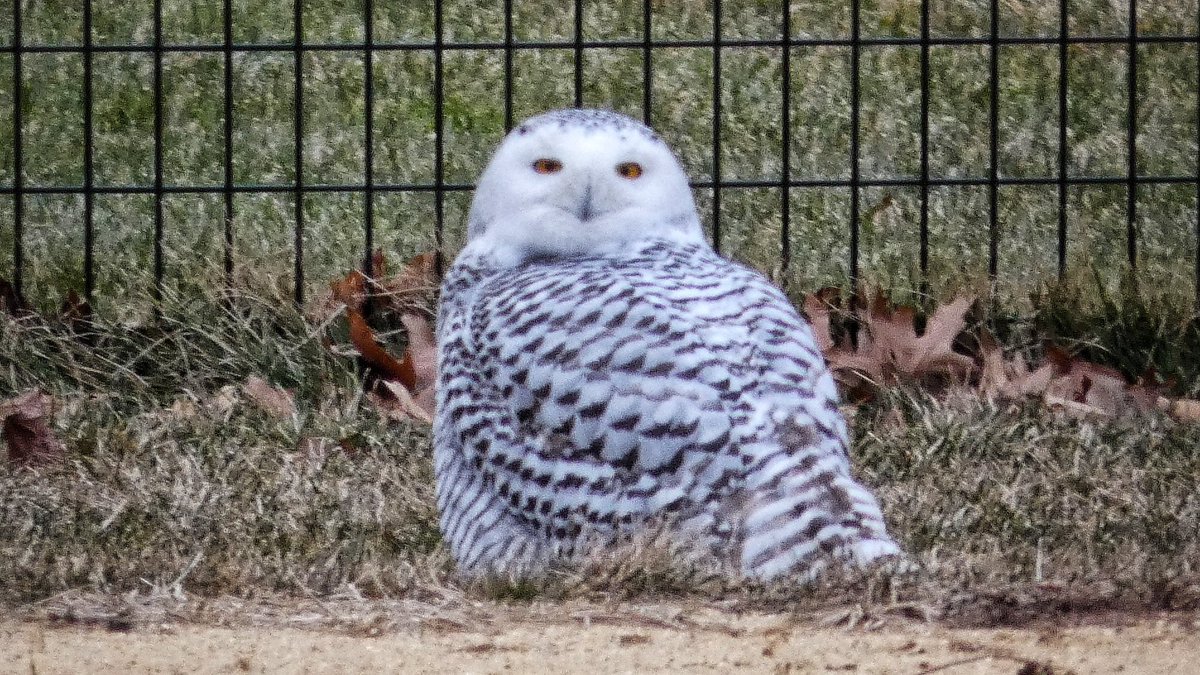 BirdCentralPark's tweet photo. Oh, hello! The SNOWY OWL is still on the west side of the Central Park North Meadow near 98th Street. https://t.co/9uhW1cTeDC