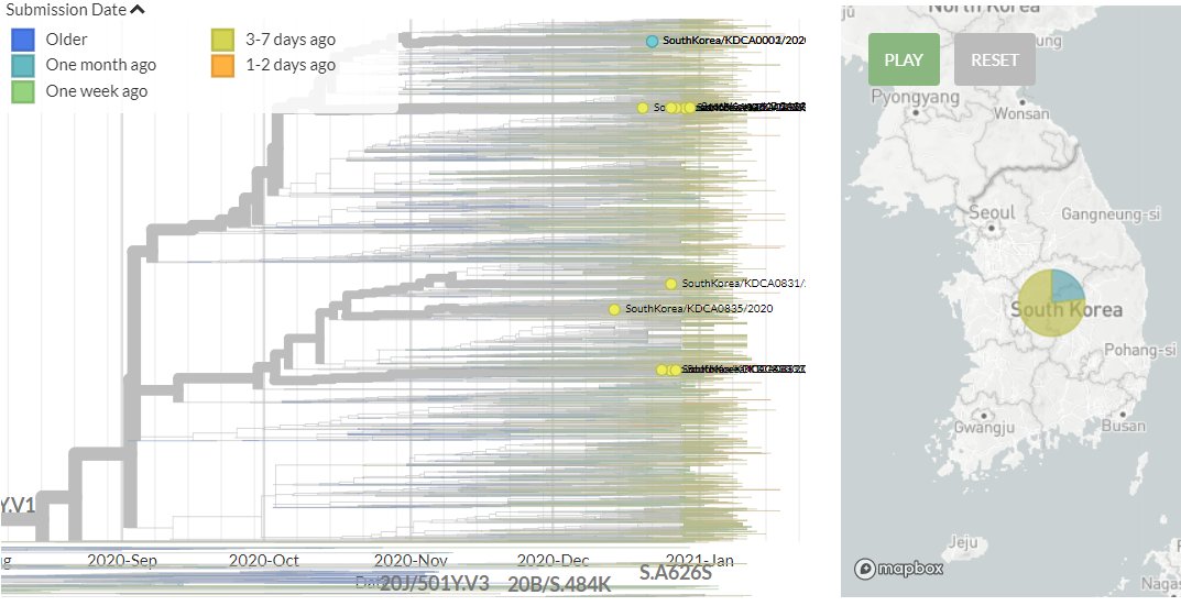 There are 10 new sequences from South Korea (yellow). These are separate introductions, but some of the new seqs cluster, which could indicate local transmission or a common exposure source.7/18