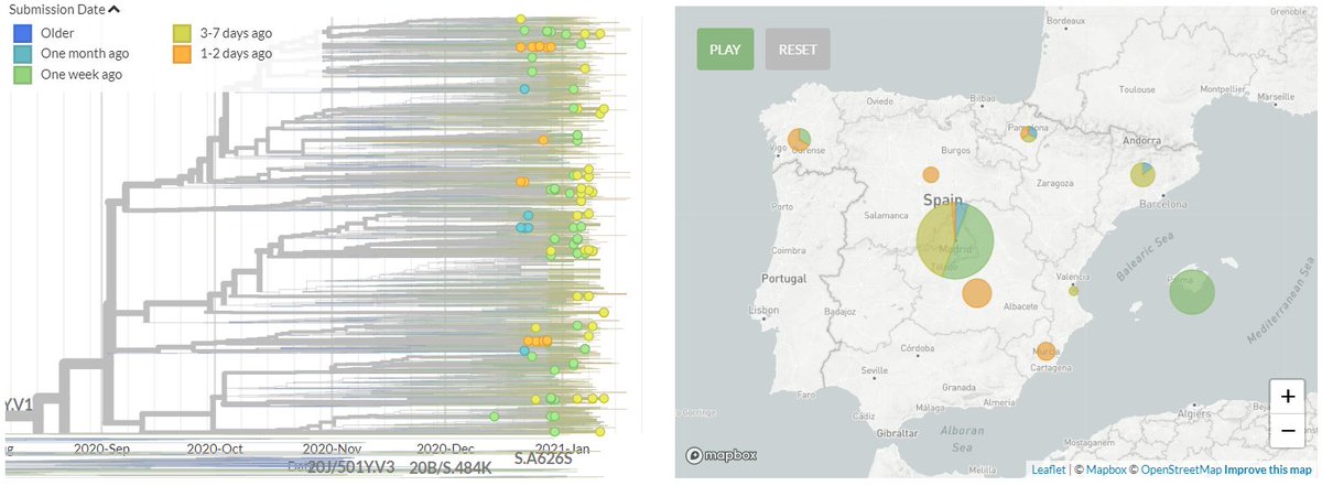 Spain has 62 new sequences (orange & yellow). Many of these are separate introductions, and a few new sequences form distinct clusters. Some new sequences also cluster closely with older sequences (green).4/18