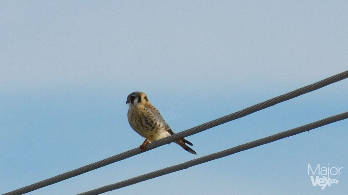 MJRVex's tweet photo. It's Spring now, right? 🌞🌻😎 
#weather #winter #spring #Forecast #texas #pecantree #bird https://t.co/GkCF8uVAxj
