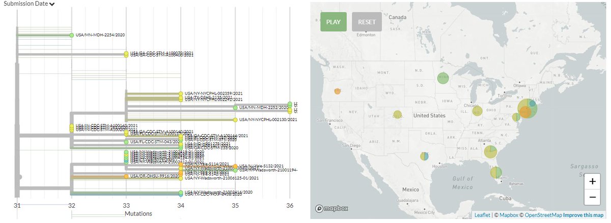 The USA has 123 new sequences (orange & yellow). Many of these do cluster with older sequences and seem to indicate ongoing local transmission.9/18