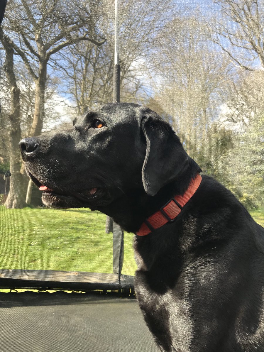 SiobhanPeters2's tweet photo. Spike the Lab, a rare visit onto the trampoline in lockdown 1.0. @RMSforGirls #petsofRMS https://t.co/WTJcYNIsV5
