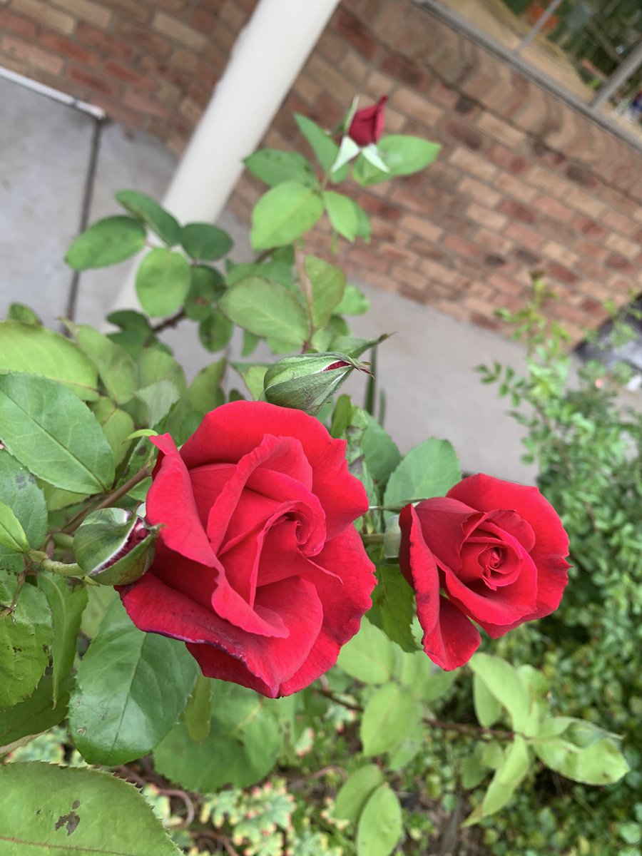 mawarrad's tweet photo. Sometimes you just have to stop and smell the roses 🌹 ❤️ #beautifulscent #mumsrose #mawarragenetics https://t.co/PEkQX2salc