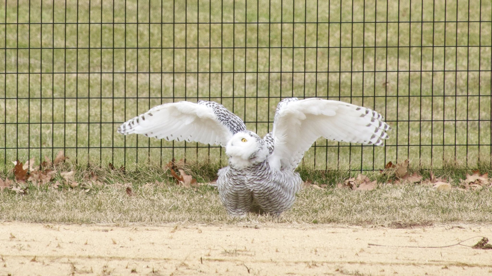 Birds in the News and the 2021 GBBC coming up! – natureswaybirds.com