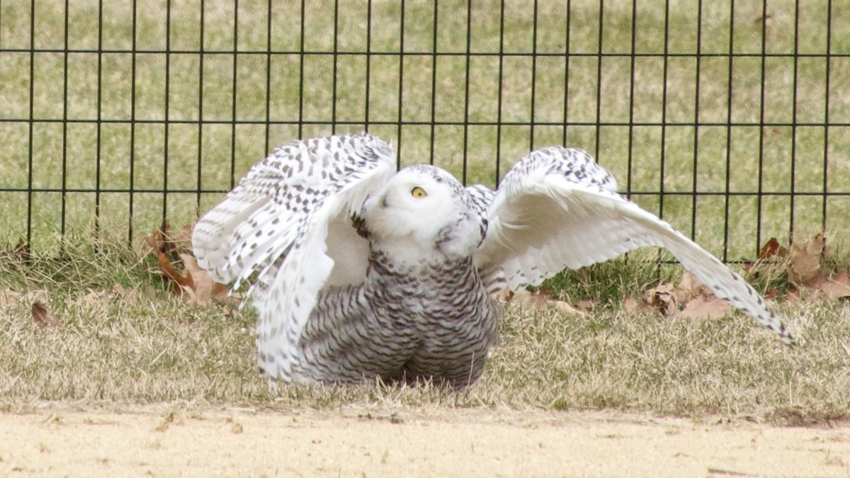 An unforgettable experience seeing this Snowy Owl in Central Park today. Love its feathery feet. Shots capture one of the many times it was being harassed by a Red-Tailed Hawk. Many thanks to ⁦@BirdCentralPark⁩ for the alert. 💜🦉#birdcp