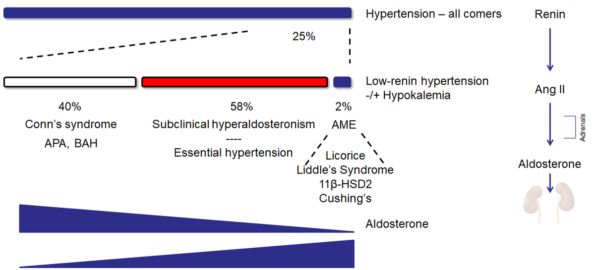 While aldo levels are high and induce HTN in Conn's syndrome, and licorice/Liddle's and other more uncommon conditions can generate HTN downstream of aldosterone, how do we address the largest group in the middle? 5/13