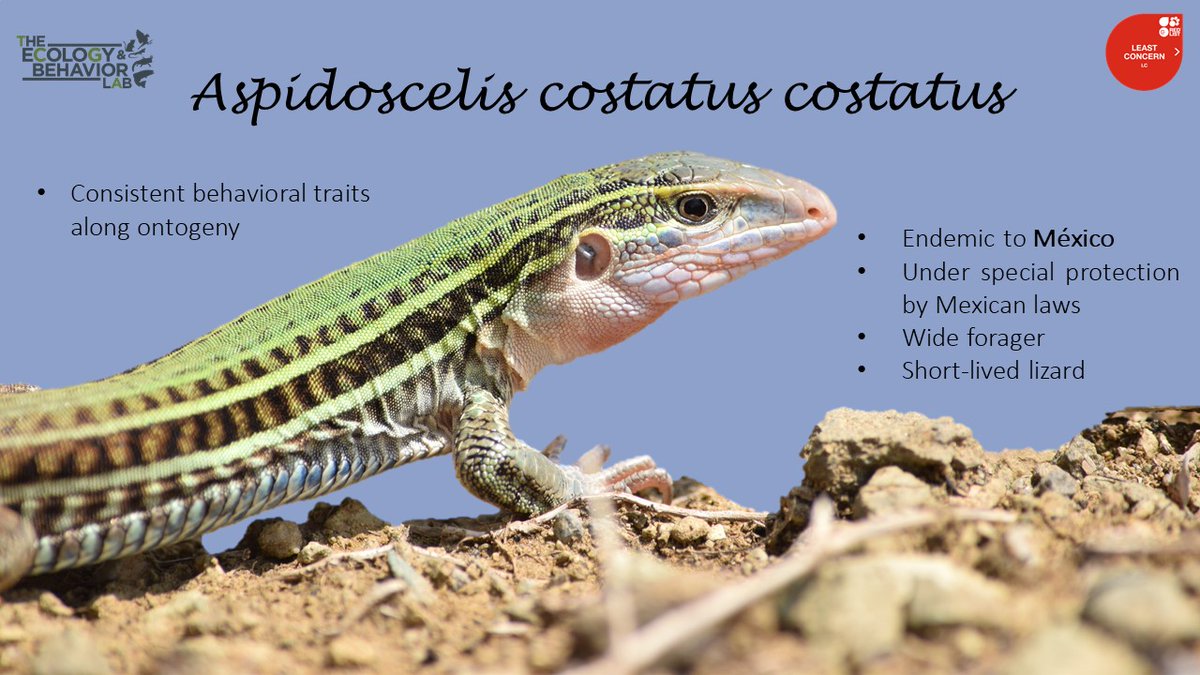 2/6 Learning is achieved when changes in behavior are attributable to previous experiences. If information is stored and subsequently used, we refer to it as long-term memory. Here, we explored if the  Aspidoscelis costatus costatus has a good memory.  #AnimBehav2021