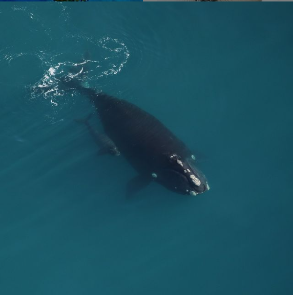 #BREAKING: NOAA says current efforts to protect North Atlantic Right Whales from deadly vessel strikes are not enough. Take action now to save these whales from going extinct: bit.ly/3iSXs4M
📸: CMAR under NOAA permit #20556-01