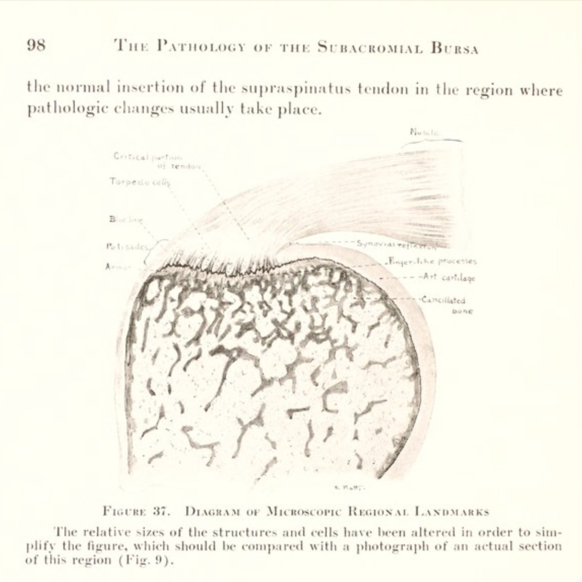 In fact his drawing throughout the book are beautiful!