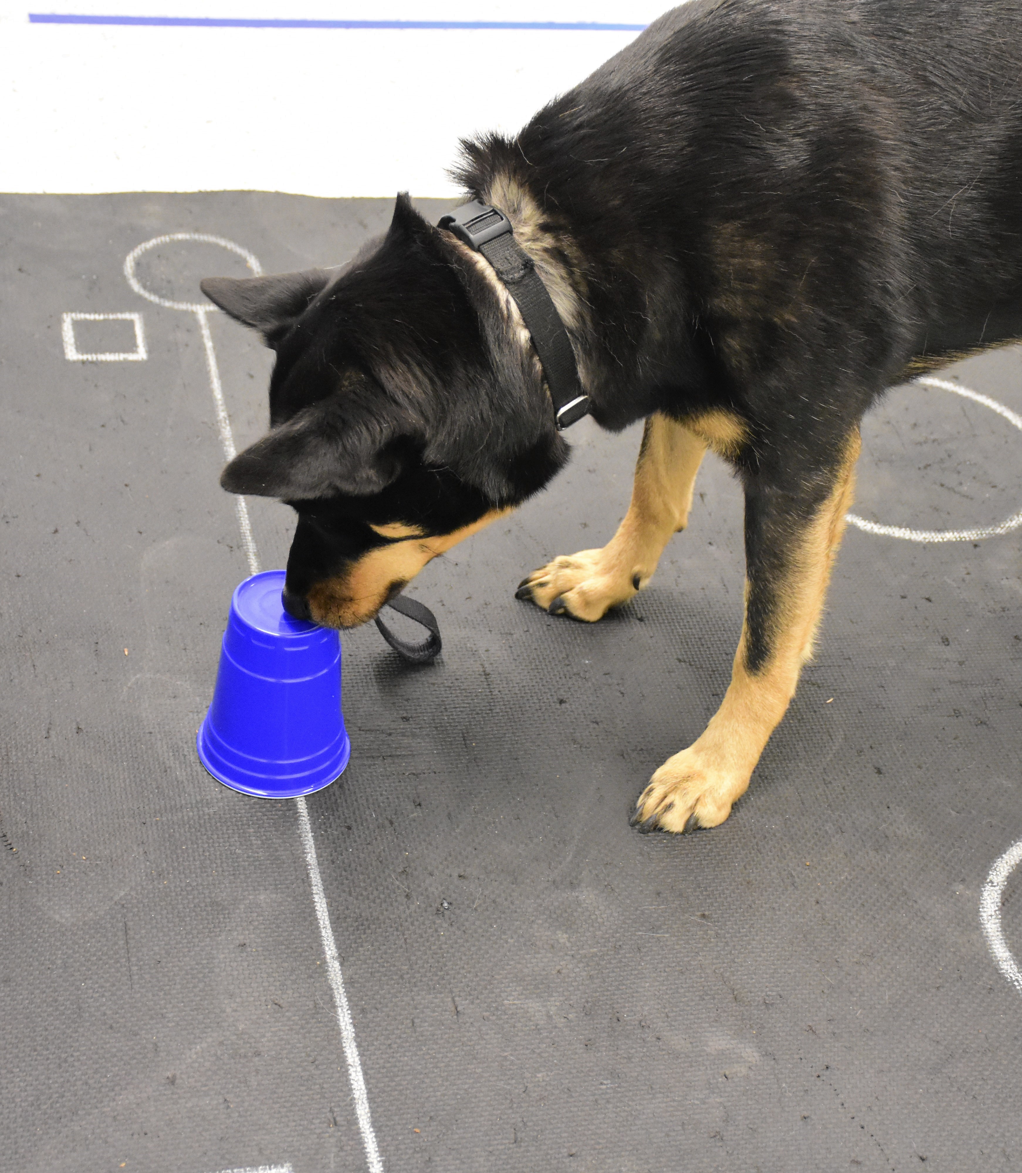A dog participant learning to touch a cup containing a treat.