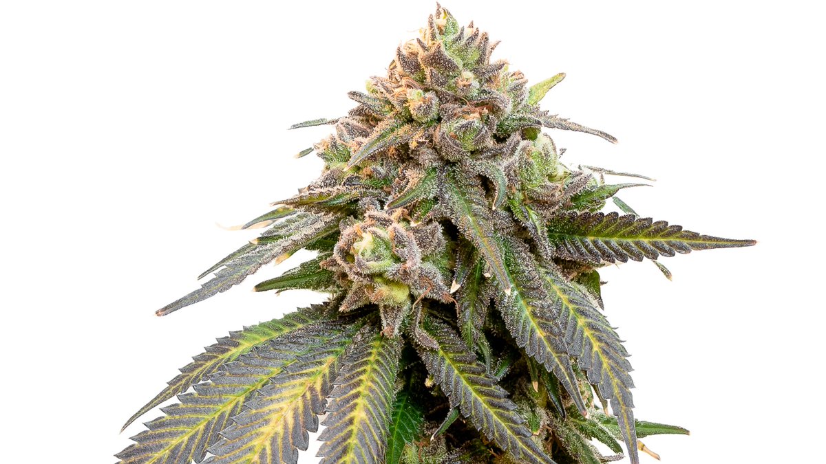 Meet Triple Scoop, beginner &amp; indoor friendly. In 2 months expect a tall, high yielder amenable to trellis &amp; training. This Sorbet cross is limonene &amp; beta-caryophyllene🔥!

#34streetseedco #ANCcannabis #ANCINC #cannabisseeds #cannabiscanada🍁 #cannabiscommunity #micro #weed