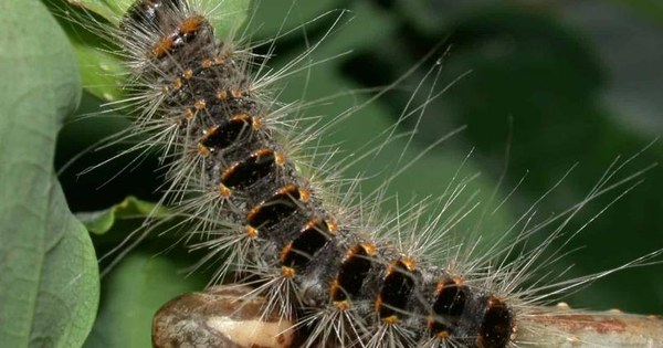 Félicitations à mon collègue entomologiste Rudy Caparros de GxABT <a href="/AgroBioTech/">Gembloux Agro-Bio Tech</a> <a href="/UniversiteLiege/">Université de Liège</a> pour sa nomination comme expert d’un groupe de travail au CES Risques biologiques pour la santé des végétaux de l’ANSES.