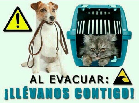 Chilena9772's tweet photo. Si debes evacuar por un incendio forestal o temblor o tsunami no te olvides de llevar a tus mascotas, aves, animales mayores, etc.
#MontePatria #Huana #Coquimbo https://t.co/2kdiR26x9d