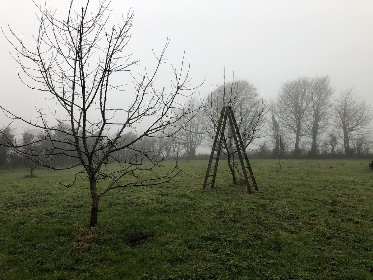 IdahoNua's tweet photo. Day 35 of #Lockdown3
And here is today’s #LockdownTree
Apple trees resting through winter and waiting to be pruned..
#StayHome #keepsmiling https://t.co/mkGjECck0I
