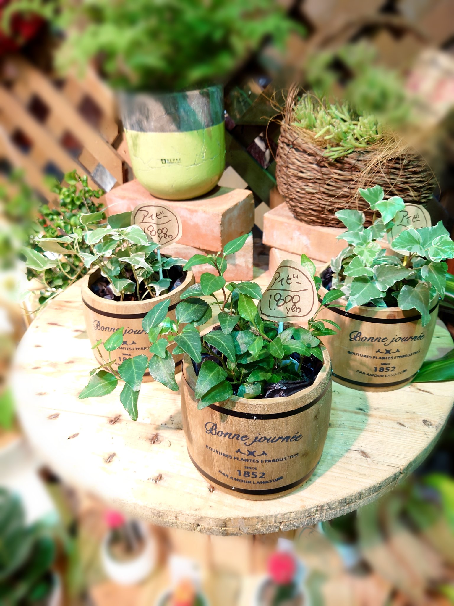 Flower Shop ちぐさえん こちらは お洒落でいい感じの Wood Bareel 木のタル に入った アイビー です 金運アップ の 観葉植物と言われてます 飾る場所としては トイレや玄関もオススメですよ アイビー Woodbareel ちぐさ