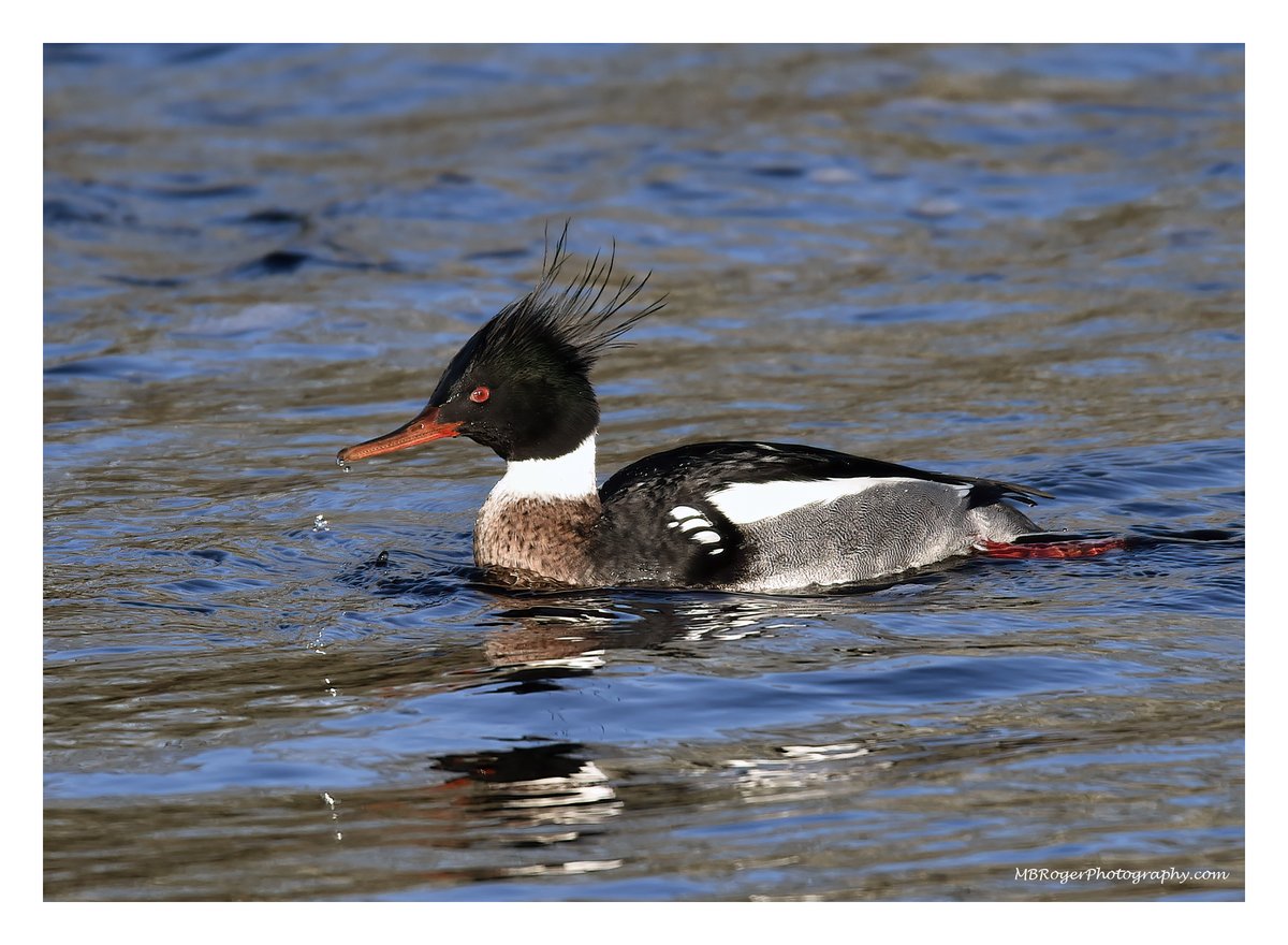 nuclearwolfie's tweet photo. Pic for today - male Merganser chilling on the river with the best hair style. #ThursoRiver #whereilive #Winterwatch https://t.co/kClRzNJtJ7