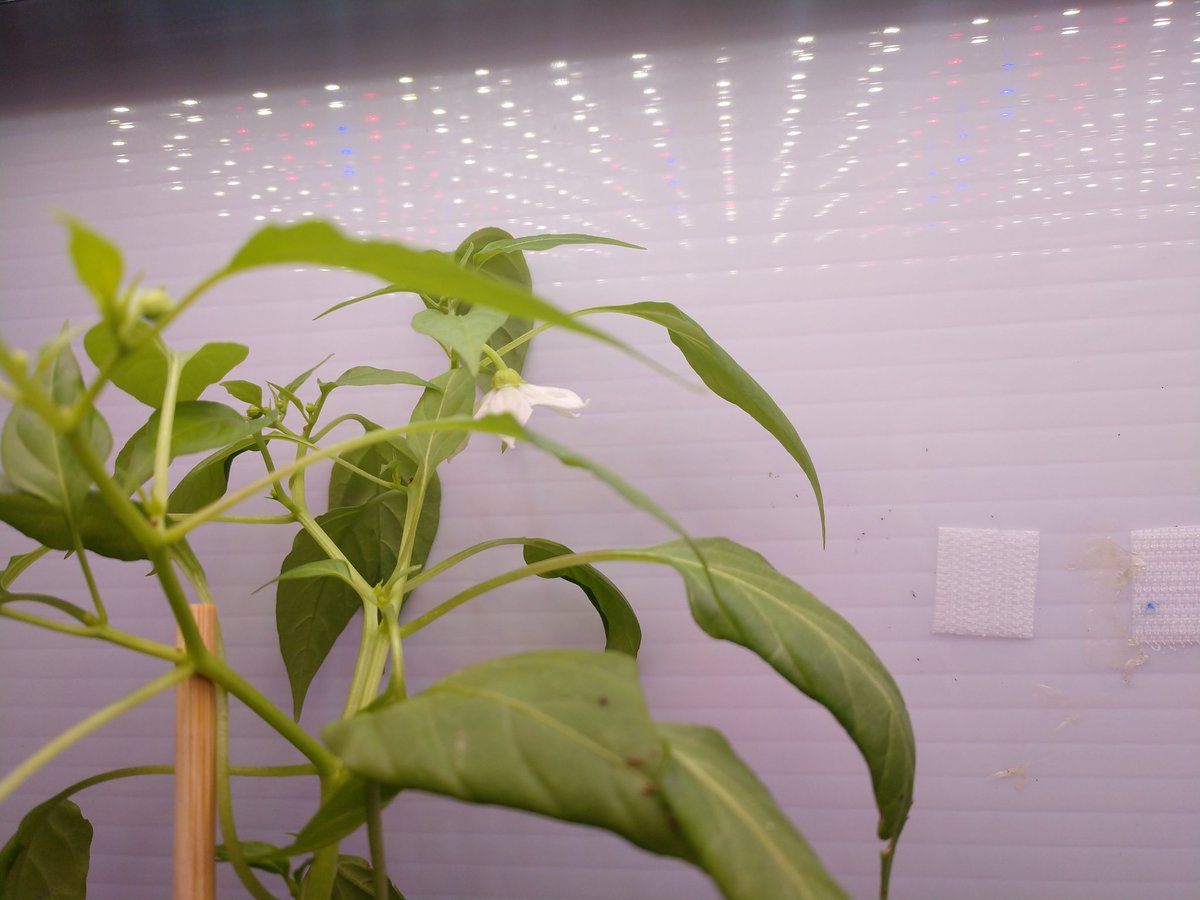 Jefferson MS Space Farmers tweet media