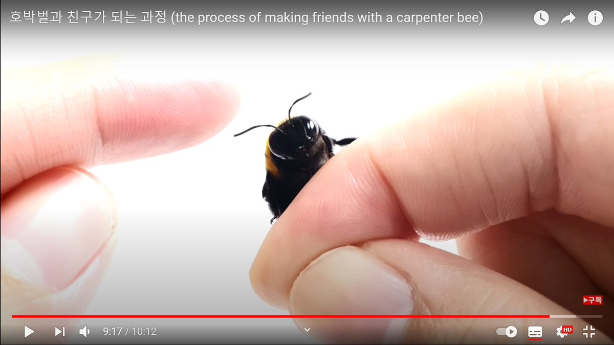 เอาร่ะ นี่คือสิ่งที่ชั้นไม่คิดว่าจะเกิดขึ้นกับชั้น ชั้นกำลังจะแนะนำคลิปผึ้งที่แสนน่ารักสองตัว น้องชื่อฟักทองกับแตงโม ;-; ตั้งแต่วันแรกที่น้องกลัวเจ้าของ (เจ้าของก้กลัวน้อง) จนทำอะไรๆด้วยกันสนิทกัน
แม่ม ชั้นไม่คิดว่าตัวเองจะร้องไห้ให้กับผึ้งแบบนี้เรย T-T