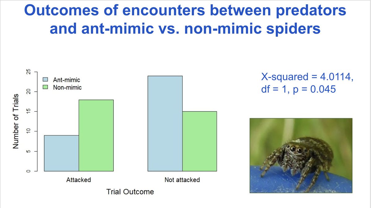 3  #AnimBehav2021 Results from the trial videos show that the ant-mimicking spiders are less likely to get attacked by the predators than the other spiders who do not mimic ants (χ² test of independence, p= 0.045).