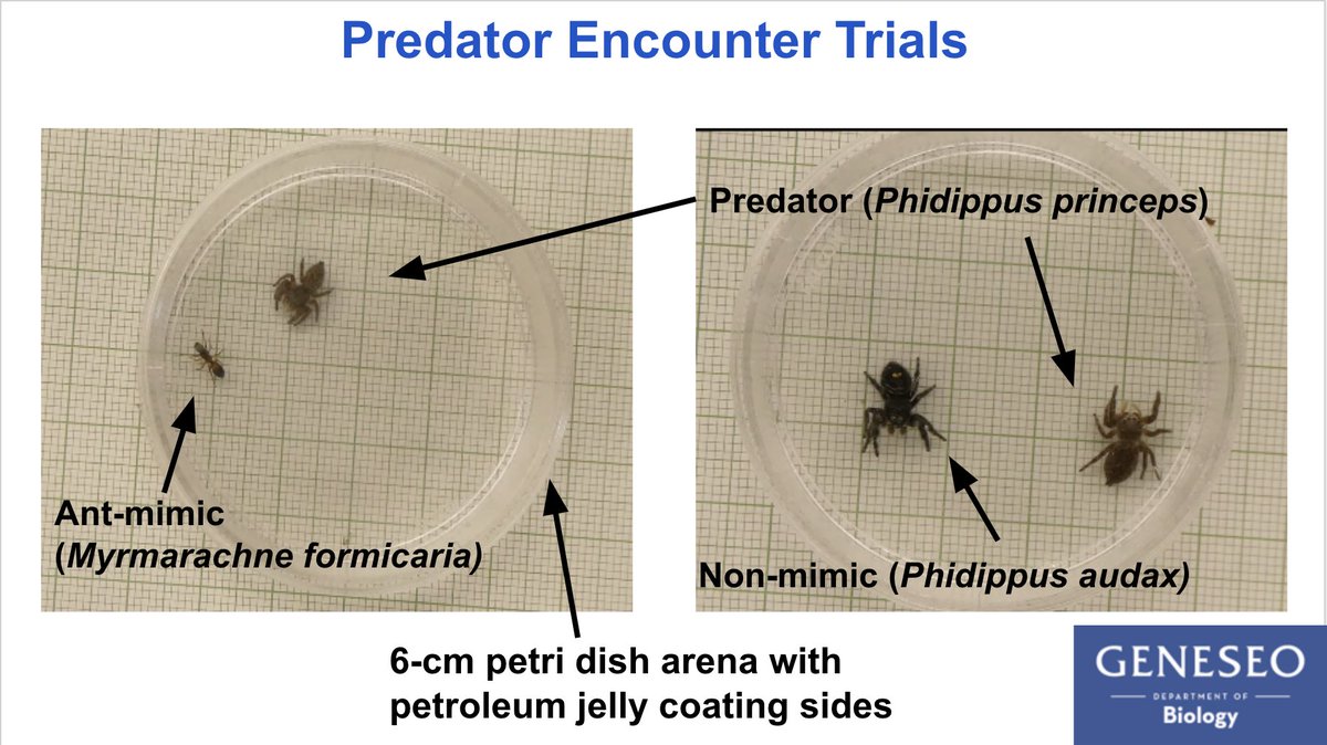 2  #AnimBehav2021 We staged encounters between potential predators and the ant-mimicking spiders. These outcomes were compared to trials between these predators and another species of salticid spider which did not mimic ants. Trials lasted 4 minutes or until an attack occurred.