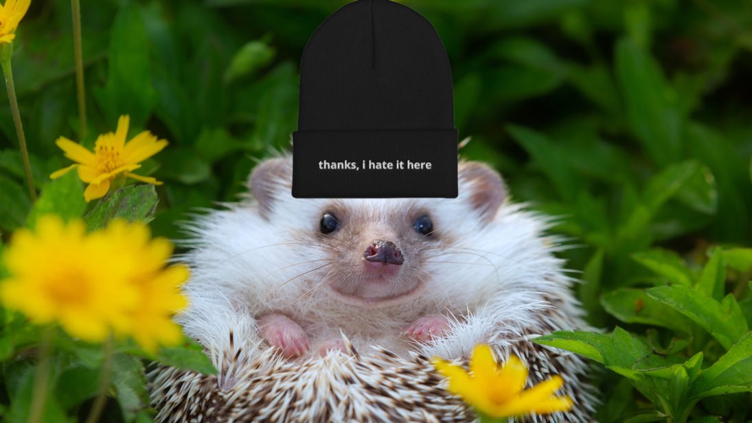 Me watching the stock market today