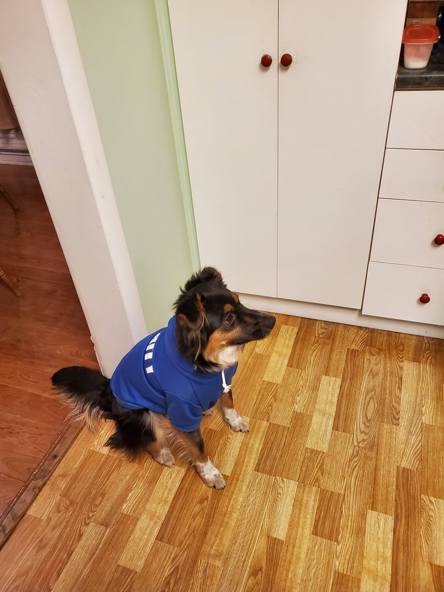 MizzDizzyGaming's tweet image. My personal guard dog! I feel really special today on my bday. #teamGodvek #TeamHighbrus #ShadowGuild #TeamLegacyLuv @Simonbird481 @mikesfox18 @PokeTKB @joedestroyer653 @KnockedXd @WyZyWy1 @EnRagedUnderDoG