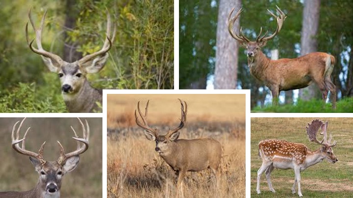 surveysanity's tweet photo. 5 different deer species.  No one is asking them all to be the same.  Humans could learn from the deer. https://t.co/ZH2CuOgOdr