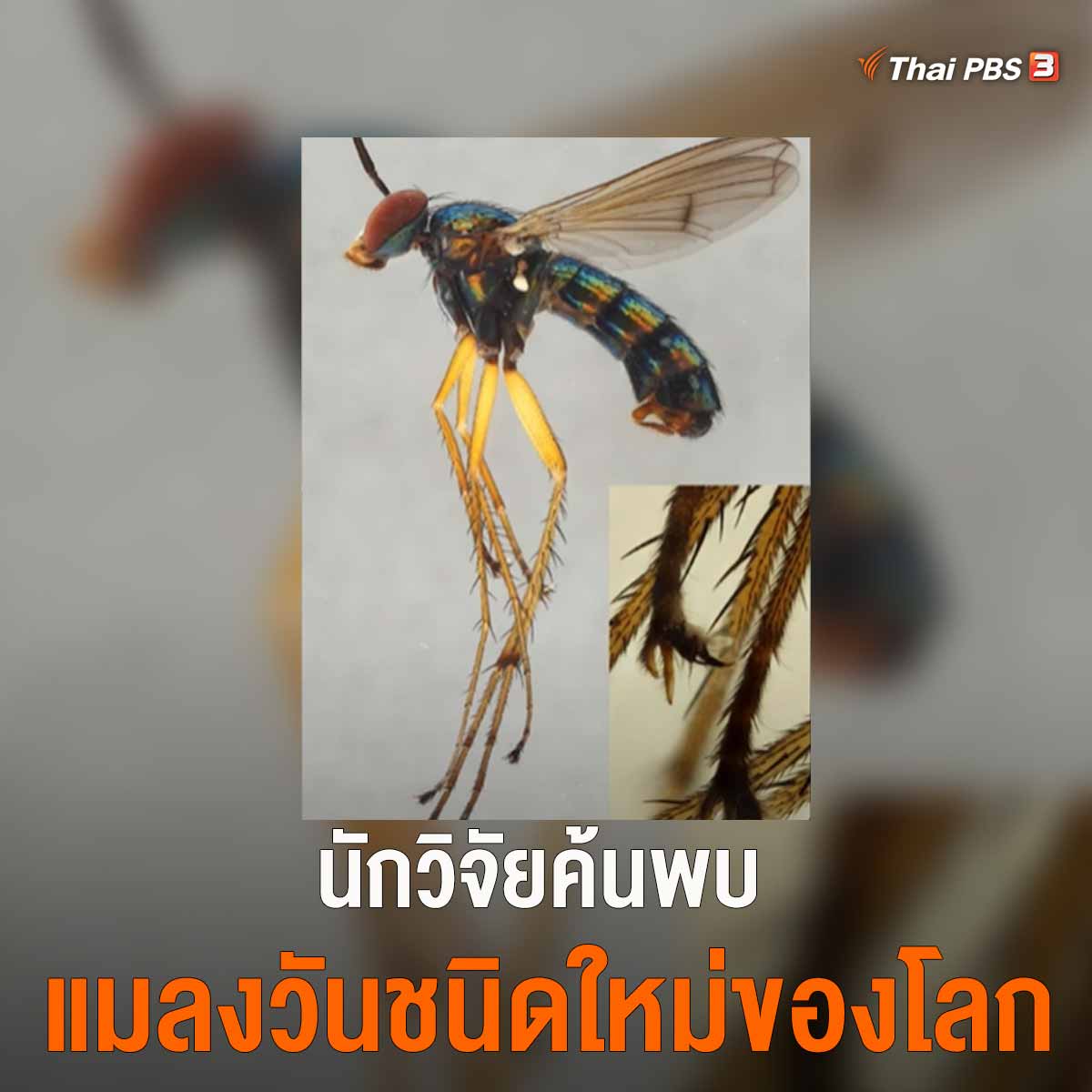 ThaiPBS's tweet photo. นักวิจัย มหาวิทยาลัยสงขลานครินทร์ อ.หาดใหญ่ จ.สงขลา ค้นพบ "แมลงวันขายาวปีเตอร์อาจารย์จุฑามาส" สิ่งมีชีวิตชนิดใหม่ของโลกในสกุลแมลงวันขายาว

โดยถูกพบเพียงแห่งเดียวที่ป่าชายเลนใน ต.ตำมะลัง อ.เมือง จ.สตูล ขนาดลำตัว 1-7 มิลลิเมตร เป็นผู้ล่าในระบบนิเวศป่าชายเลน #ThaiPBS https://t.co/TdLNQ9EMIH