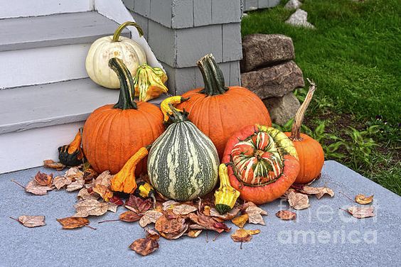 'Pumpkins and Gourds, Kennebunkport, Maine' Colorful pumpkins and gourds rest in a pile at the entrance of an inn in Kennebunkport #Maine in Fall #Autumn🍁 #CLS #FineArtAmerica fineartamerica.com/featured/pumpk… licensing.pixels.com/featured/pumpk… Tote Bag: fineartamerica.com/featured/pumpk… @FineArtAmerica